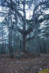 IMG 0663