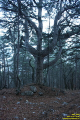 IMG 0664