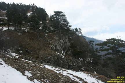Верхняя часть старых горельников. Урочище Сказочное.