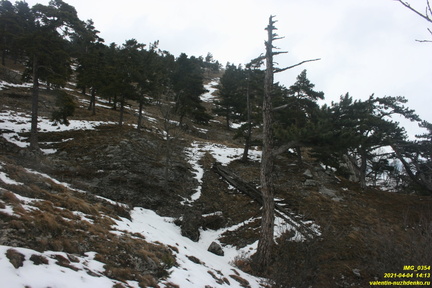 Верхняя часть старых горельников. Урочище Сказочное.