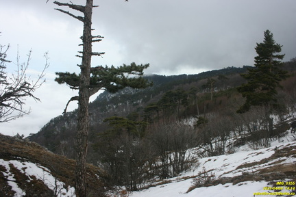 Верхняя часть старых горельников. Урочище Сказочное.