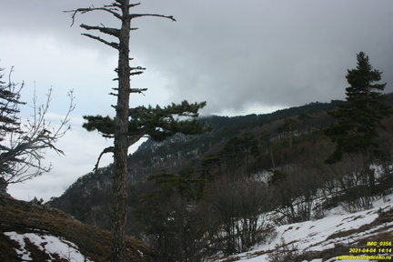 Верхняя часть старых горельников. Урочище Сказочное.