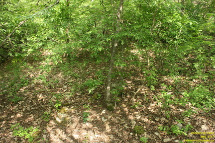 IMG 0717
