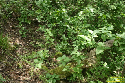 IMG 0719