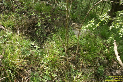 IMG 0720