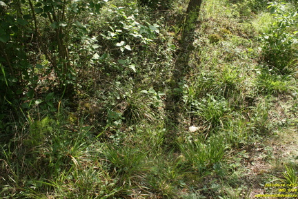 IMG 0724