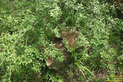 IMG 0729