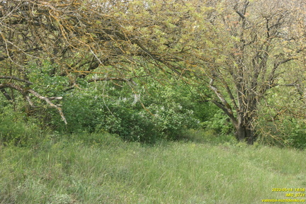 IMG 0731