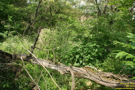 IMG 0734
