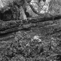 Камень под корнем над Старым Суатом
