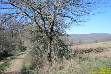 IMG 0093