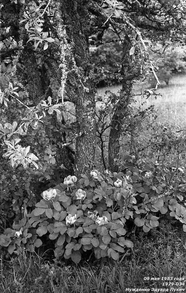 1979-034.jpg