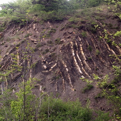 Бодрак, стланники