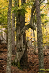 televik-IMG 0068