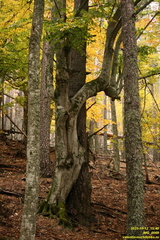 televik-IMG 0069