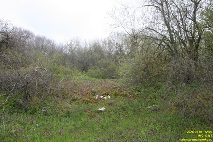 IMG 0417