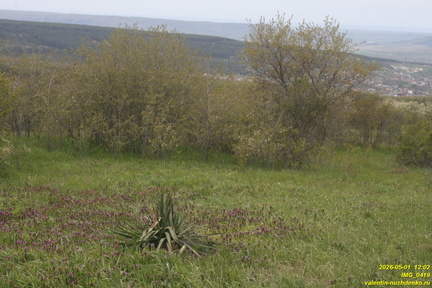 IMG 0419