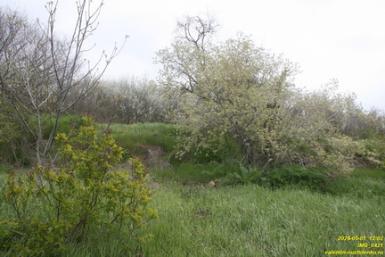 IMG 0421