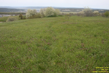 IMG 0431