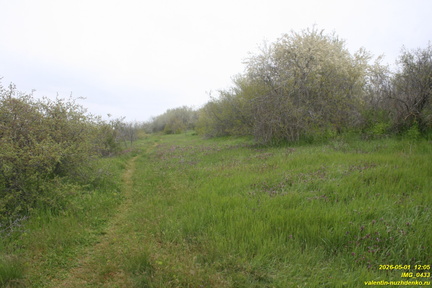 IMG 0433