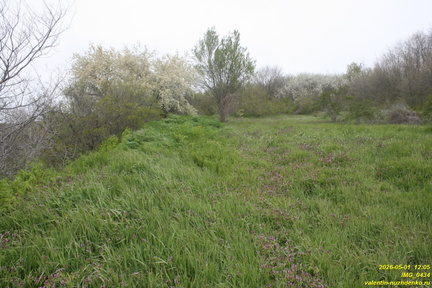IMG 0434