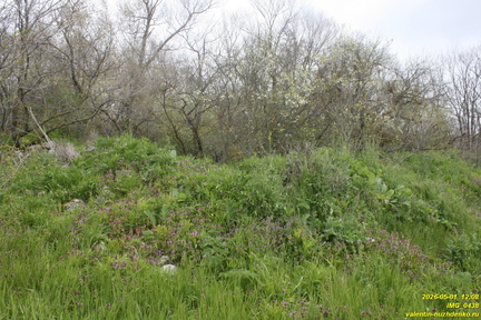 IMG 0438