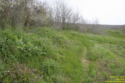 IMG 0439