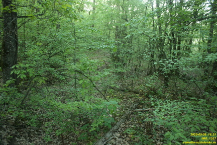 IMG 1527