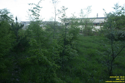 IMG 1531
