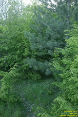 IMG 1532