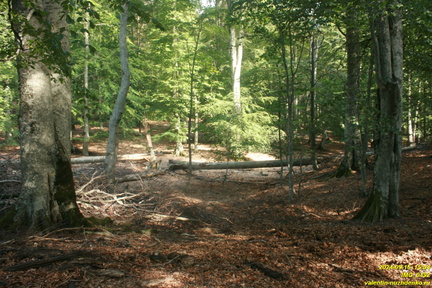 IMG 0492