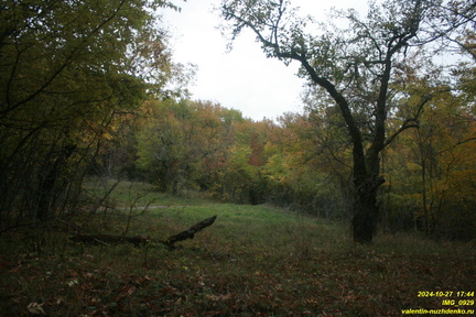 IMG 0929